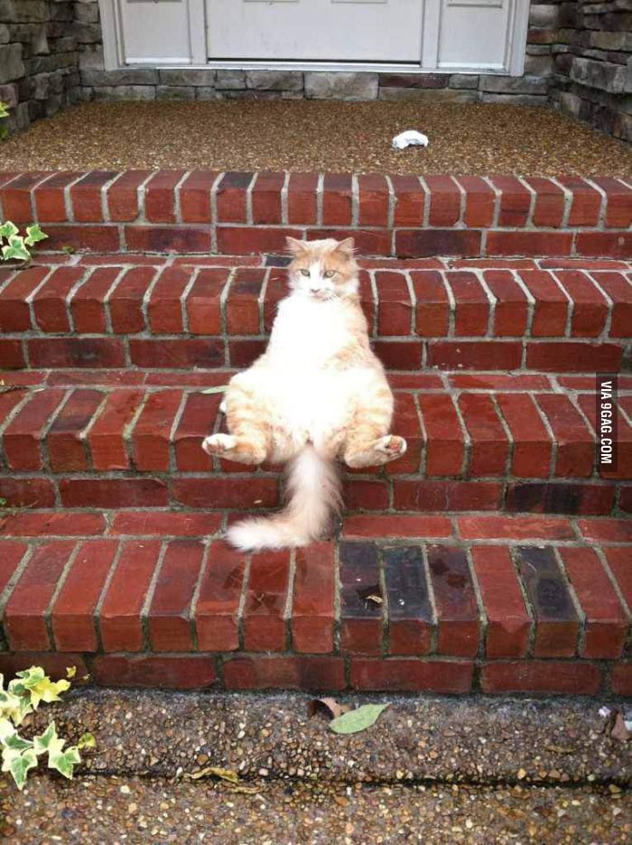 cat on stairs