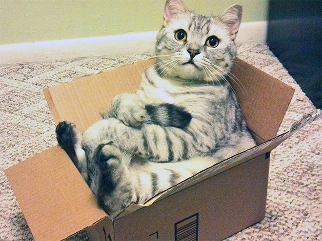 funny cats in box